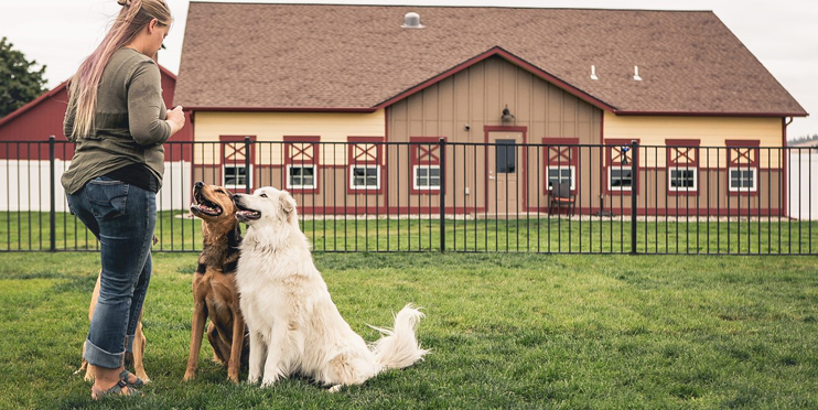 Free range sales dog boarding