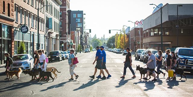 View of crosswalk in a city street downtown - assortment of people walking their dogs together