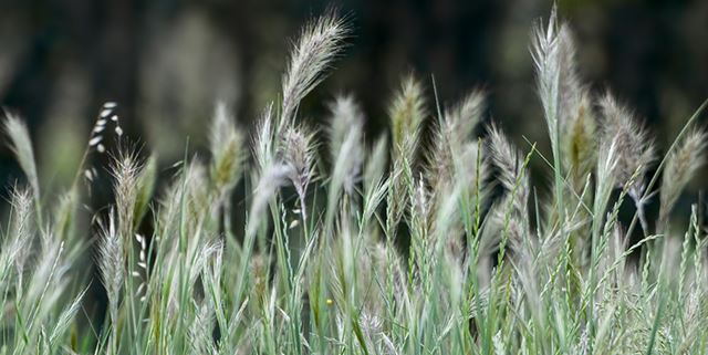 Closeup of grass that has gone to seed
