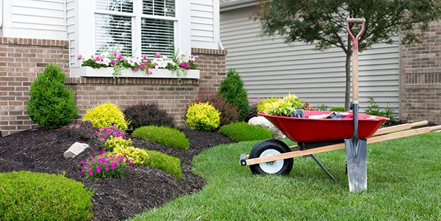 Wheelbarrow with a shovel on a green lawn alongside a flowerbed - the wheelbarrow has plants and some gardening gloves in it
