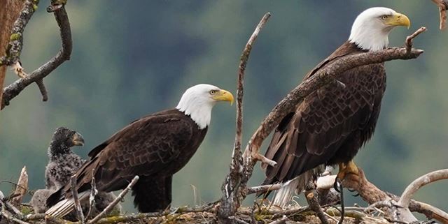 Eagle family in a nest, two adult eagles and one young eagle