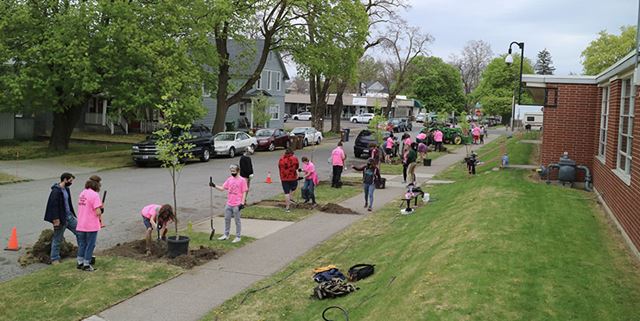 View of volunteers planting trees next to a sidewalk