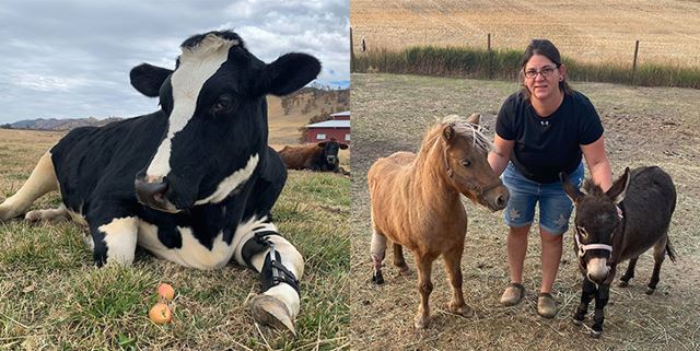 A collage of two photos. On the left side is Herbie, a cow in California, is laying in a pasture while wearing a front leg brace. On the right side is a woman standing with a donkey and a three legged pony