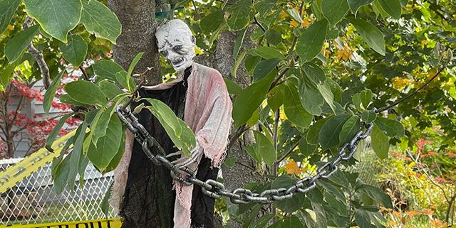 A zombie Halloween decoration hanging outside in a tree