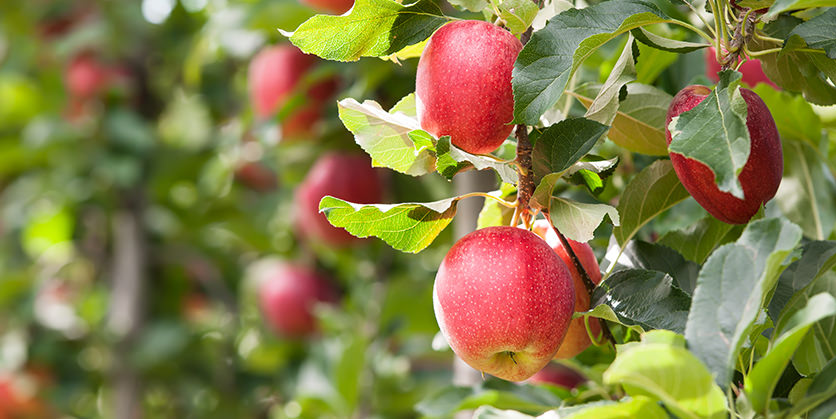 What We Do — Spokane Edible Tree Project