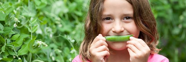 A girl in a vegetable garden holding a pea pod up to her mouth like it's a smile.