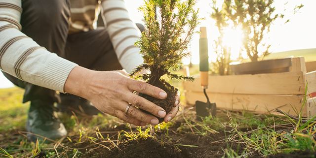 Man planting trees outdoors in springtime