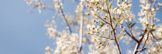 Closeup of a tree that has many white blooming flowers on it, a blue sky can be seen in the background between the branches.