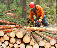 Man wearing safety gear using a chainsaw to cut trees with a big pile of logs in front of him in the forest.