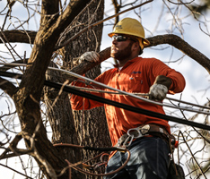 Tree Safety